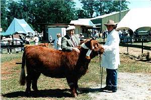Higland Cow