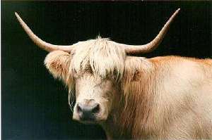 Highland cow